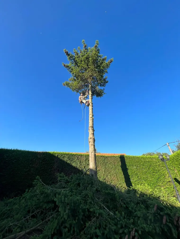 Conifère démonté par le haut, tronc nu conservé debout au-dessus d'une haie