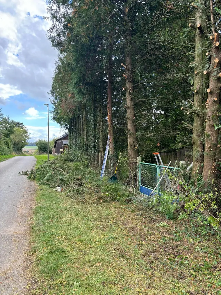 Rideau de conifères en cours d'abattage le long d'une route de campagne