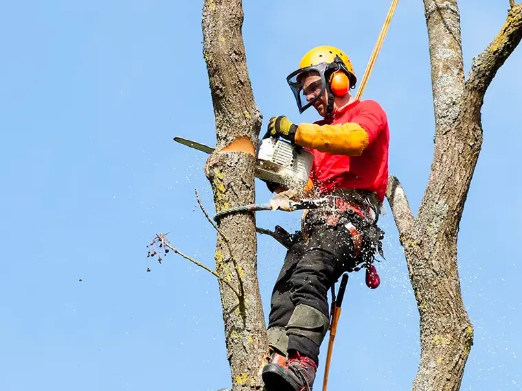 Élagueur casqué tronçonnant une charpentière en hauteur, sciure en suspension