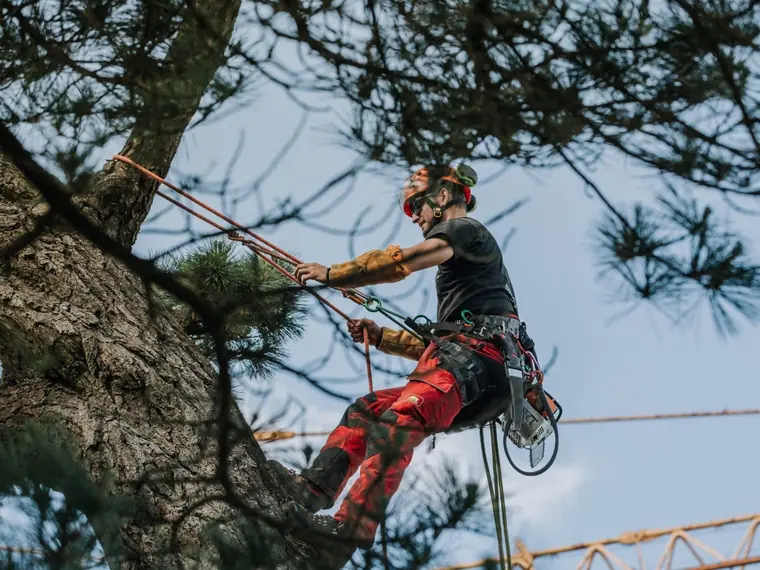 Élagueur encordé et casqué progressant dans un grand pin, tronçonneuse à la ceinture