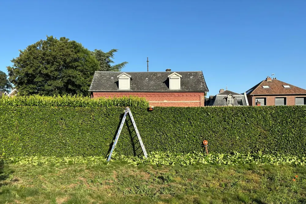 Haie taillée à l'échelle devant une maison en briques, taille-haie accroché à la haie, coupes au pied