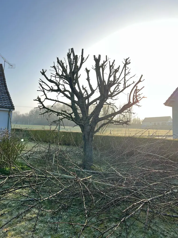 Arbre fruitier taillé en hiver, ramené à ses charpentières, bois coupé rassemblé au pied