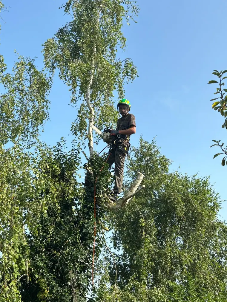 Élagueur encordé et casqué en hauteur dans un bouleau, tronçonneuse à la ceinture