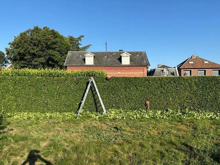 Haie taillée à l'échelle devant une maison en briques, coupes au pied