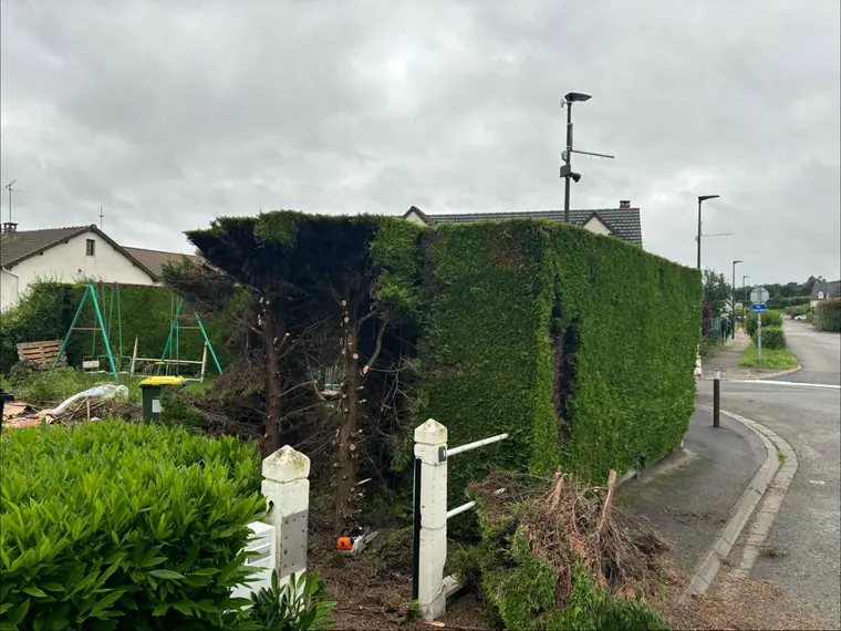 Haie de conifères ramenée en hauteur au bord d'une route, section coupée visible