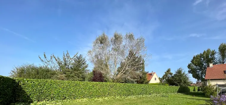 Haie de charmille taillée à plat, tontes de taille au pied, grand jardin ensoleillé