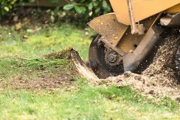 Rogneuse de souche en action, disque entamant une souche au ras de la pelouse